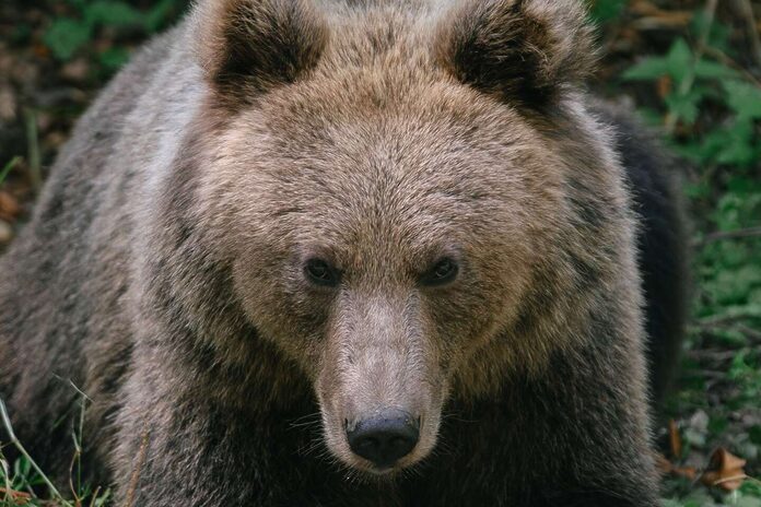 La Roumanie double ses quotas d’abattage d’ours après la mort d’une randonneuse