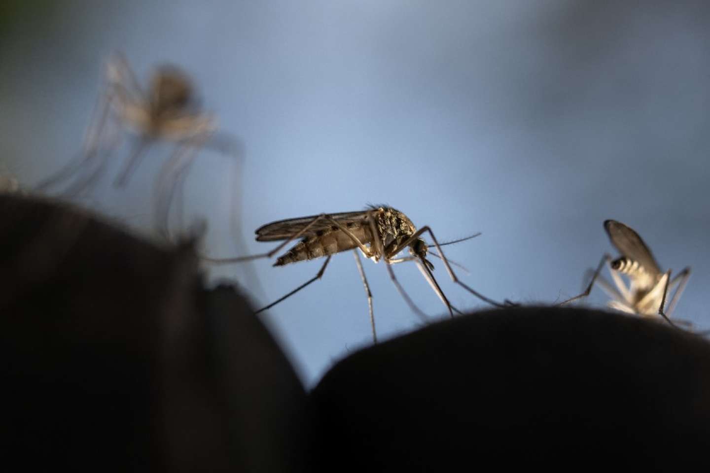 Paludisme : une bactérie découverte dans l’intestin des moustiques pourrait doper la lutte contre la maladie